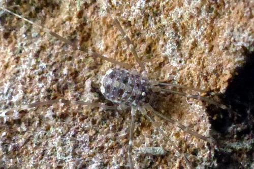 Réf. 216 020 : Nelima sp.